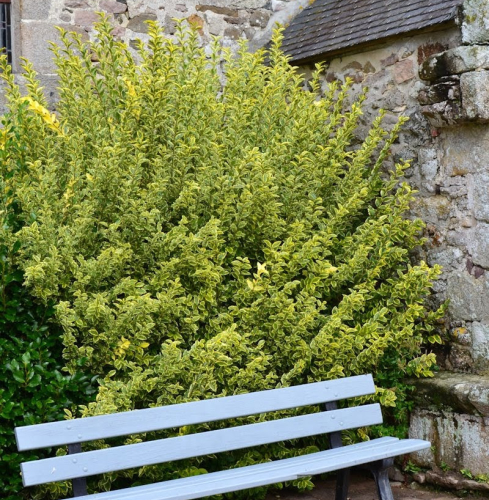 LIGUSTRUM ovalifolium ‘Aureum’ / Troène panaché