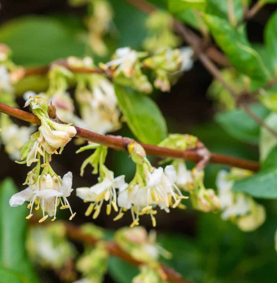 LONICERA  fragrantissima / Chèvrefeuille d'hiver