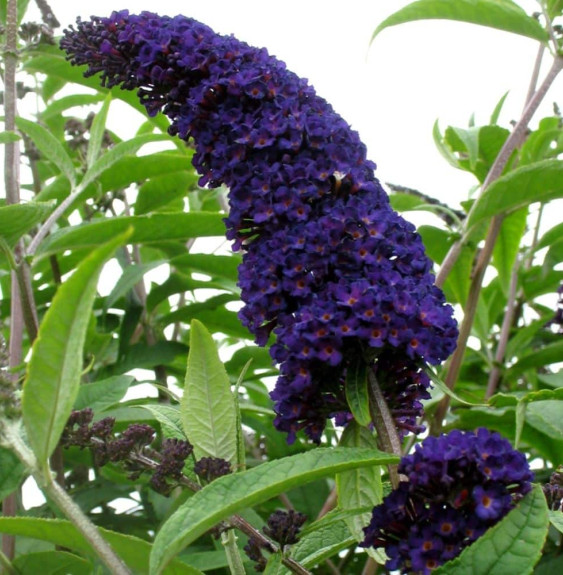 Pépinières Français PF_BUDDLEJA-d BUDDLEJA davidii ‘Black Knight’ / Arbre aux papillons 'violet'