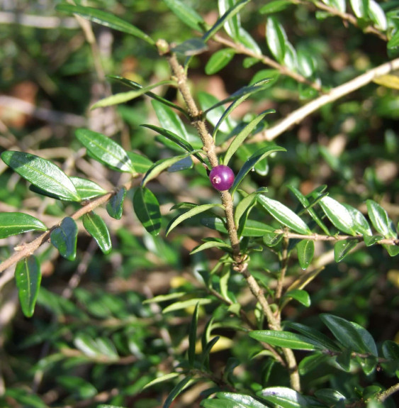 LONICERA  pileata  / Chèvrefeuille à cupule