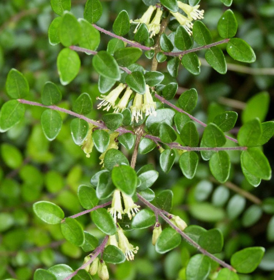 LONICERA  pileata  / Chèvrefeuille à cupule