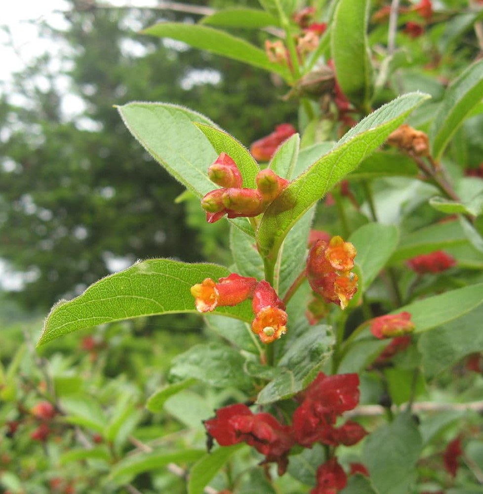 LONICERA ledebourii  / CHÈVREFEUILLE