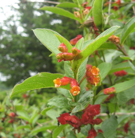 Pépinières Français PF_LONICERA-l LONICERA ledebourii / CHÈVREFEUILLE