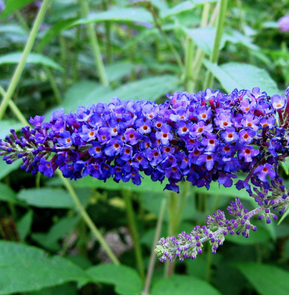 BUDDLEJA  davidii ‘Empire bleu’ / Arbre aux papillons 'bleu'