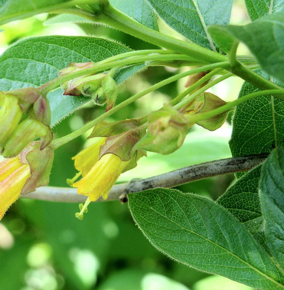 Pépinières Français PF_LONICERA-l LONICERA ledebourii / CHÈVREFEUILLE