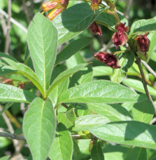 LONICERA ledebourii  / CHÈVREFEUILLE