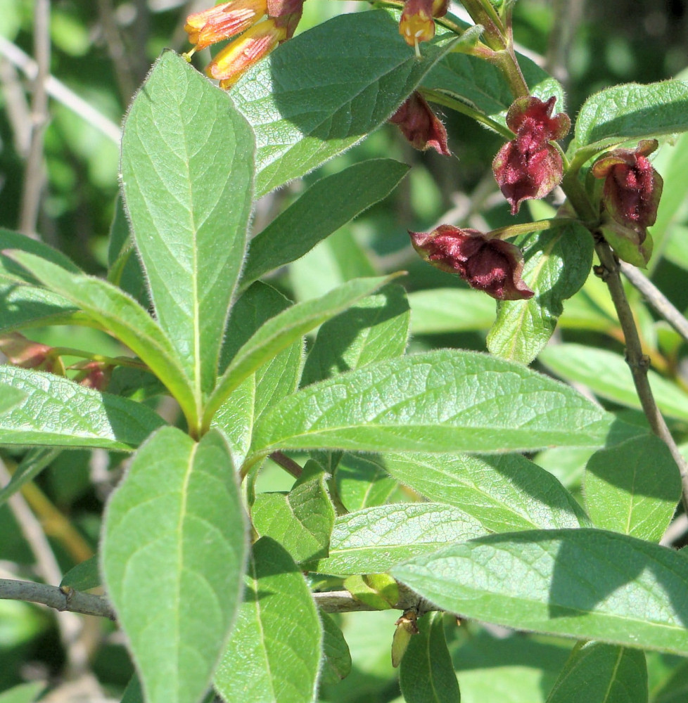 LONICERA ledebourii  / CHÈVREFEUILLE