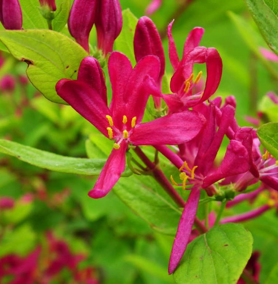 LONICERA tatarica ‘Arnold Red’ / Lonicera tatarica 'Arnold Red'