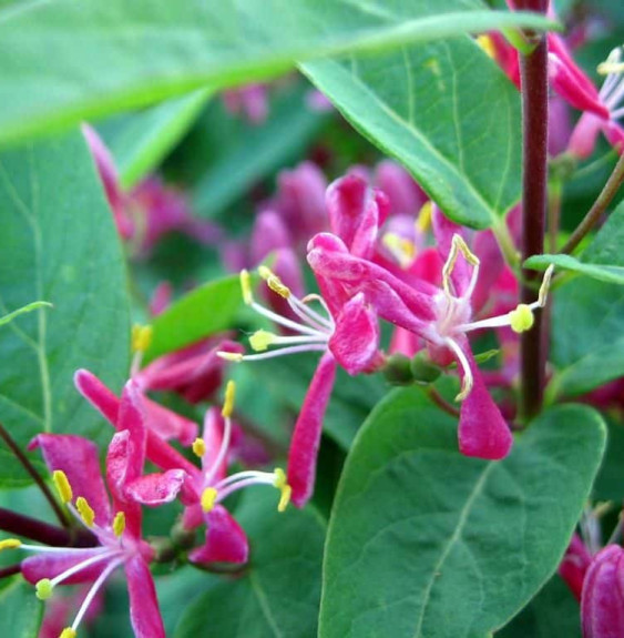 LONICERA tatarica ‘Arnold Red’ / Lonicera tatarica 'Arnold Red'