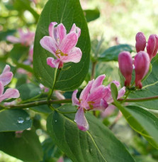 LONICERA tatarica 'Rosea' / Chèvrefeuille de Tartarie 'Rosea'