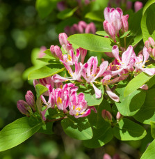 LONICERA tatarica 'Rosea' / Chèvrefeuille de Tartarie 'Rosea'