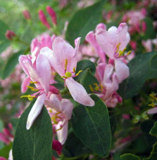 LONICERA tatarica 'Rosea' / Chèvrefeuille de Tartarie 'Rosea'