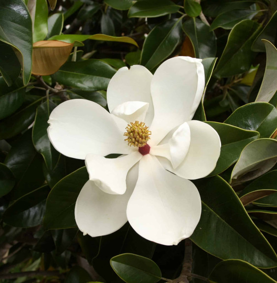 MAGNOLIA grandiflora 'Gallisioniensis' / Magnolia