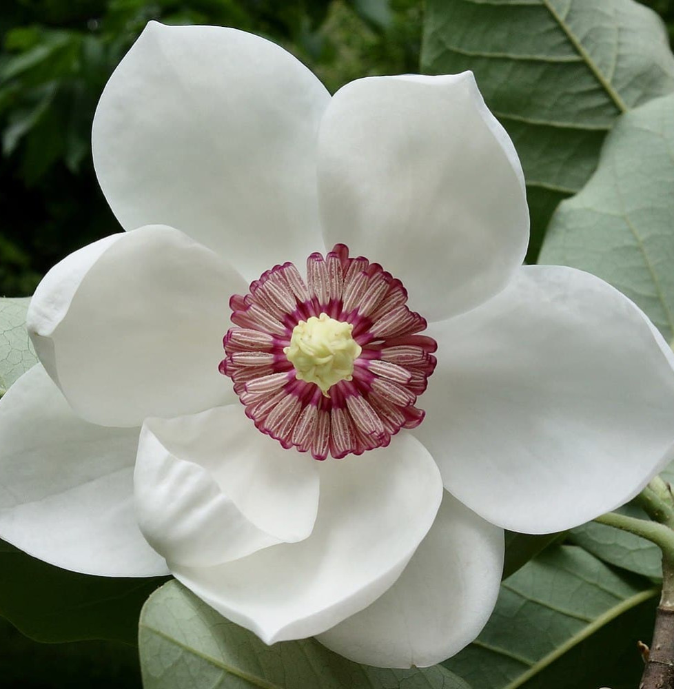 MAGNOLIA grandiflora 'Gallisioniensis' / Magnolia