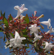 ABELIA x grandiflora / Abélia à grandes fleurs