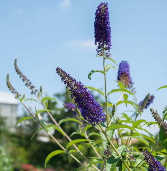 BUDDLEJA  davidii ‘Empire bleu’ / Arbre aux papillons 'bleu'