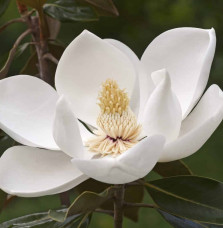 MAGNOLIA grandiflora 'Gallisioniensis' / Magnolia