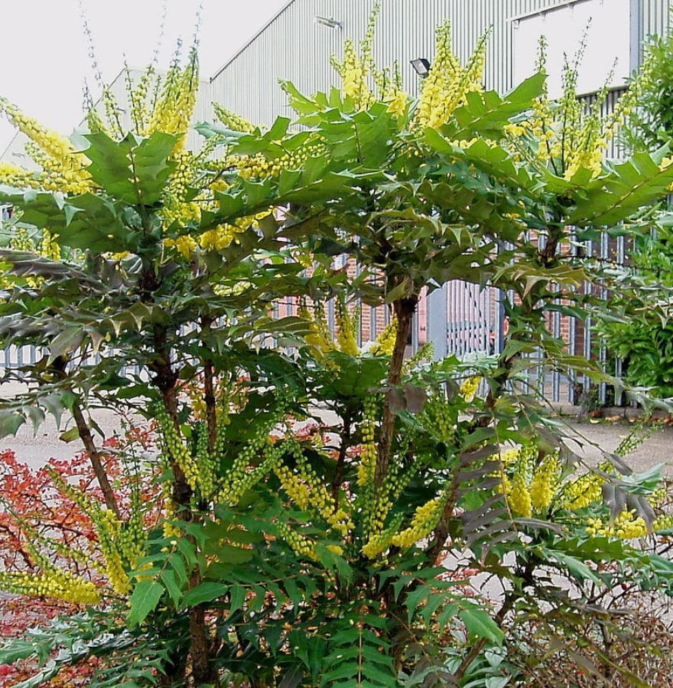 MAHONIA x media ‘Charity’ / Mahonia x media 'Charity'