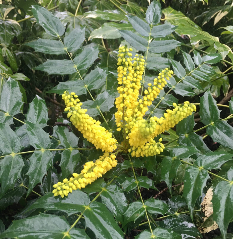 MAHONIA x media ‘Charity’ / Mahonia x media 'Charity'