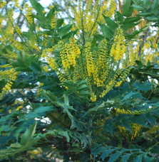 MAHONIA x media ‘Charity’ / Mahonia x media 'Charity'