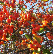 MALUS floribunda ‘Evereste’ / Pommier d'ornement Evereste® 'Perpetu'