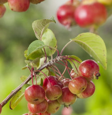 MALUS floribunda ‘Evereste’ / Pommier d'ornement Evereste® 'Perpetu'