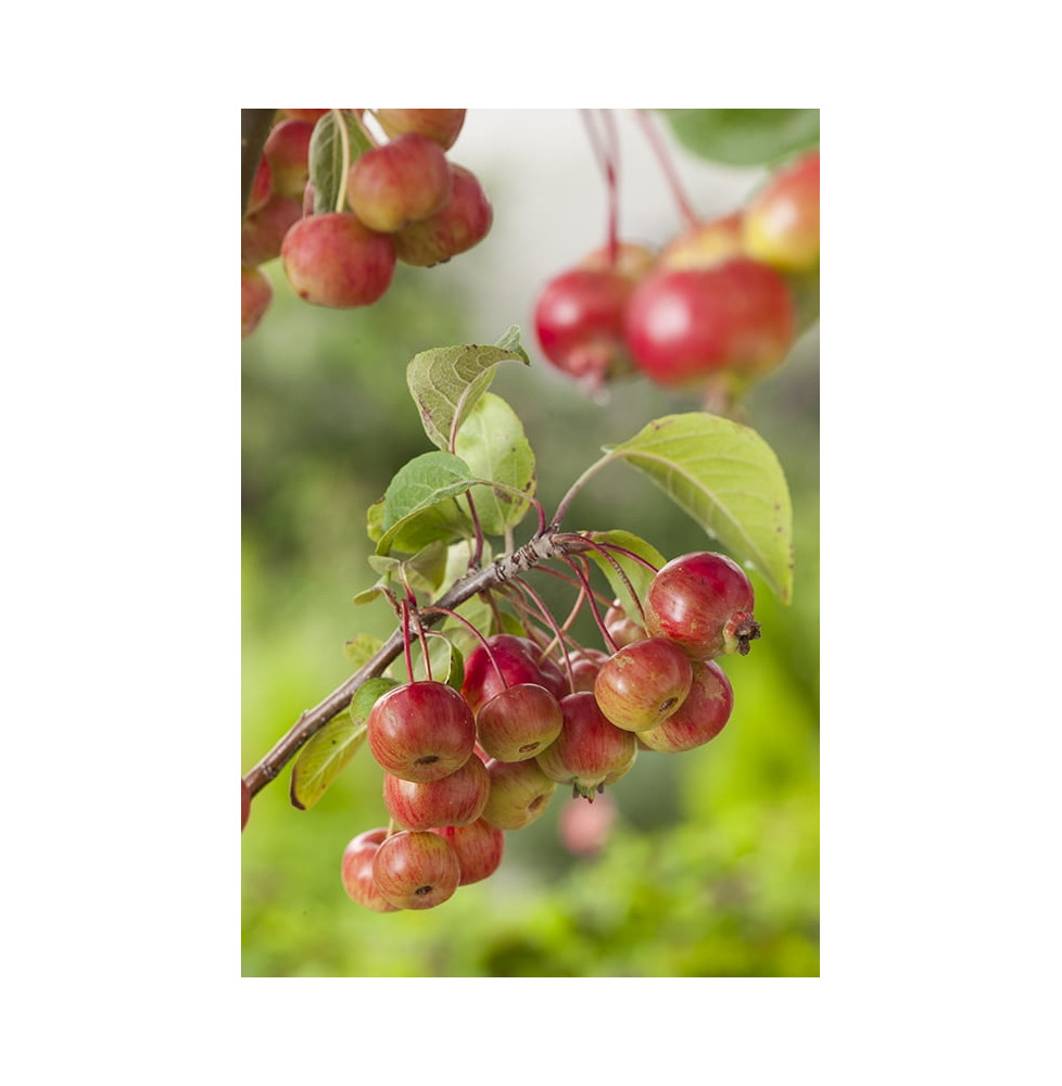 MALUS floribunda ‘Evereste’ / Pommier d'ornement Evereste® 'Perpetu'