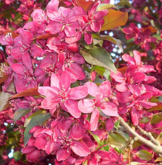 MALUS floribunda Coccinea® 'Courtarou' / Pommier Coccinea® 'courtarou'