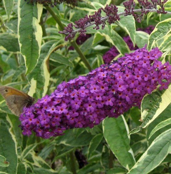 BUDDLEJA  davidii ‘Harlequin’ / Arbre aux papillons 'panaché'