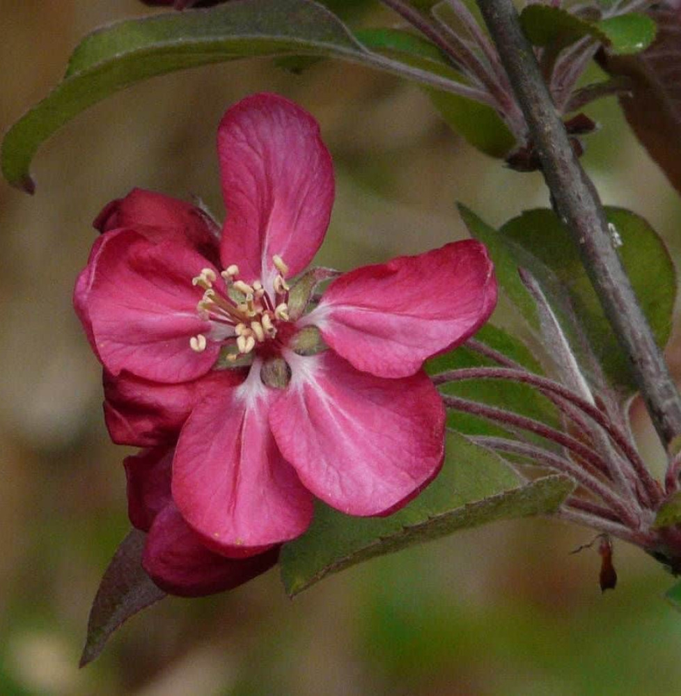 MALUS floribunda 'Nicoline' / Pommier à fleurs