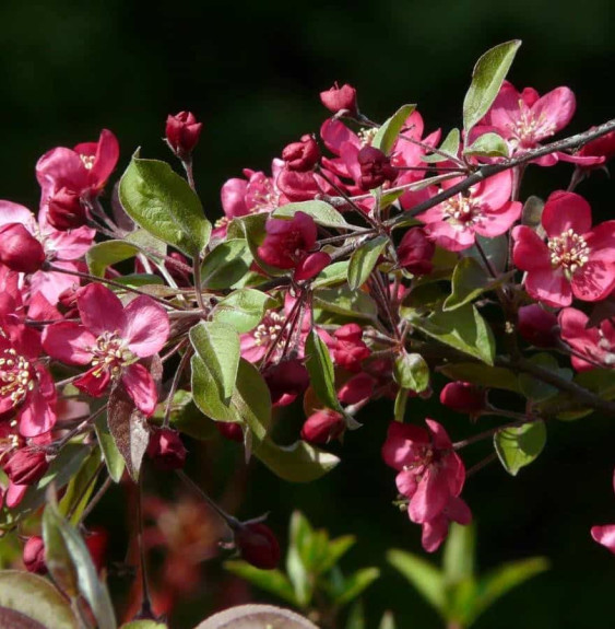 MALUS floribunda 'Nicoline' / Pommier à fleurs