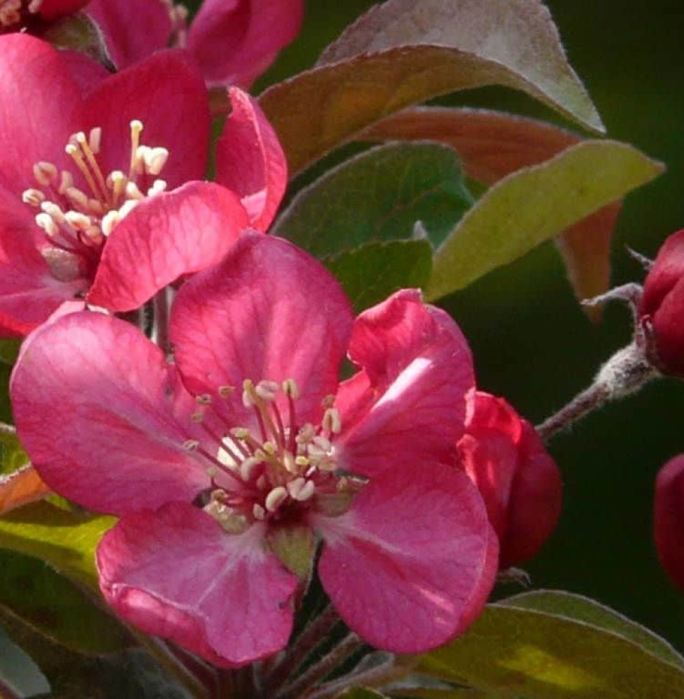 MALUS floribunda 'Nicoline' / Pommier à fleurs