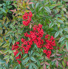 NANDINA domestica / Bambou sacré