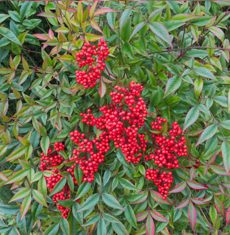 NANDINA domestica / Bambou sacré