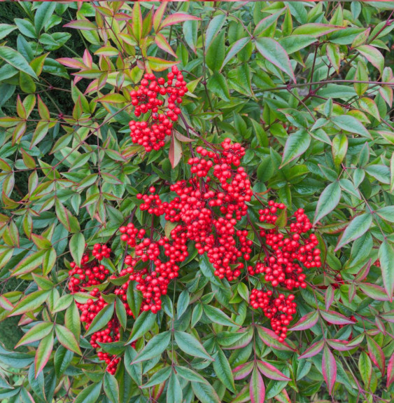 NANDINA domestica / Bambou sacré