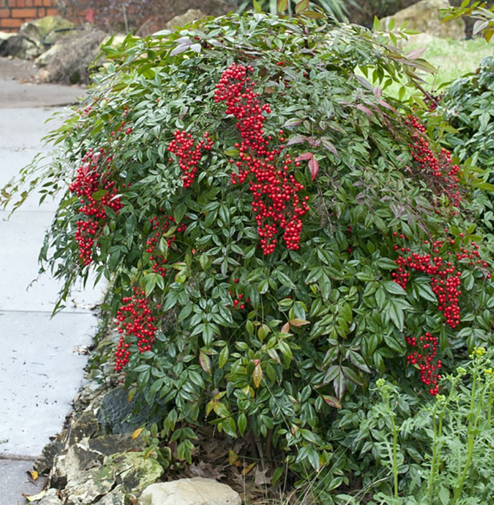 NANDINA domestica / Bambou sacré