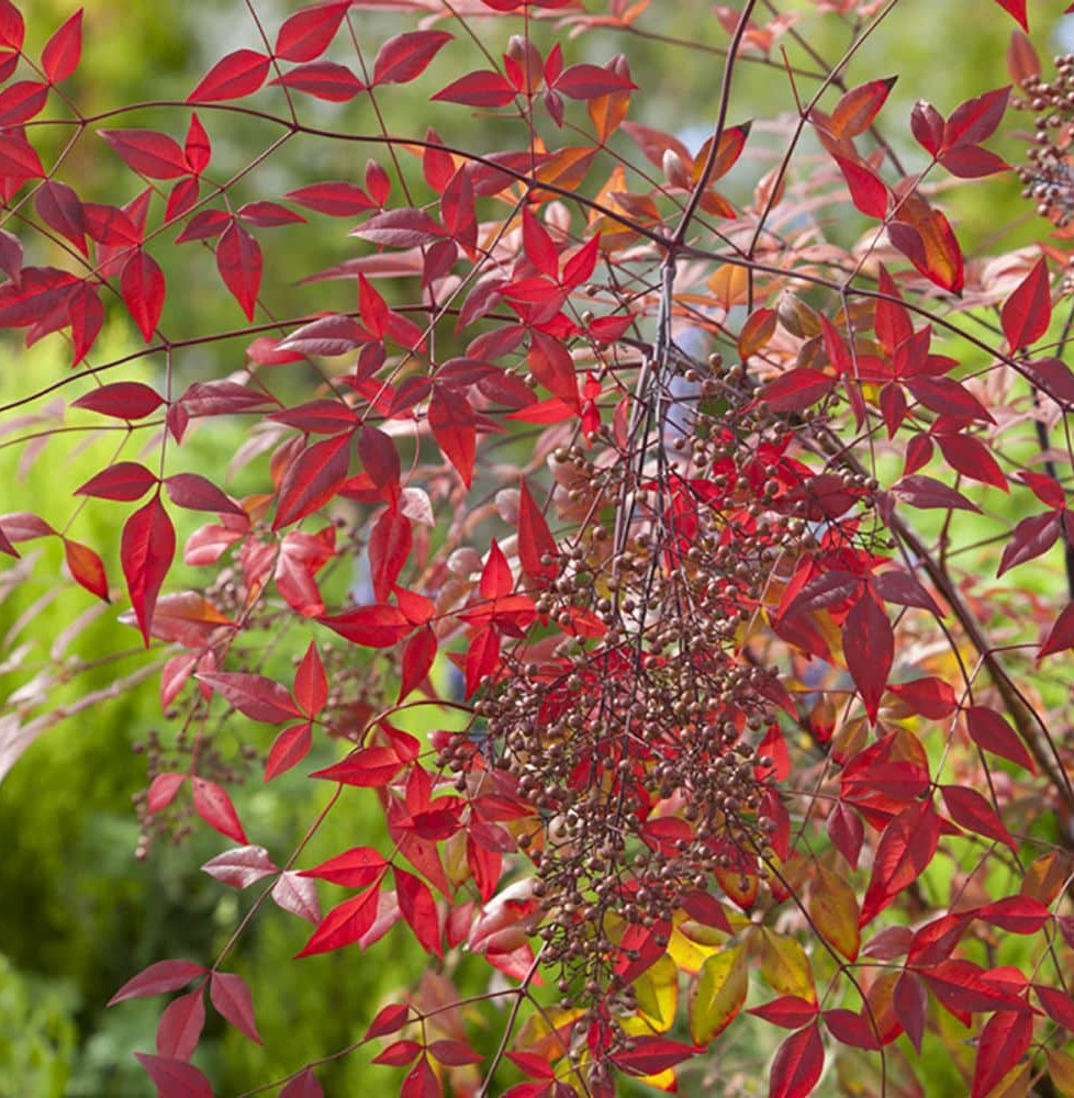 NANDINA domestica / Bambou sacré