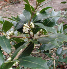 Pépinières Français PF_OSMANTHUS OSMANTHUS heterophyllus / Osmanthe