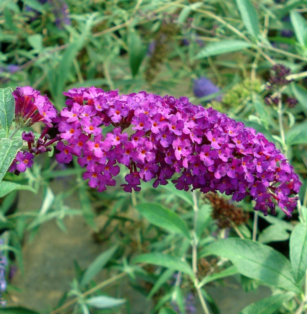 BUDDLEJA  davidii ‘Royal Red’ / Arbre aux papillons 'rouge'