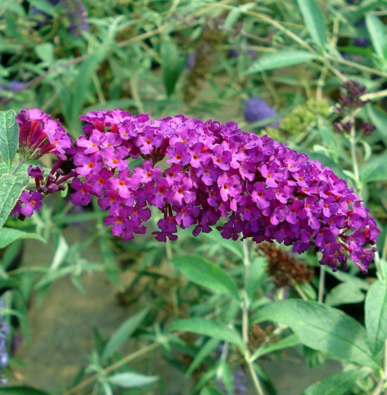 Pépinières Français PF_BUDDLEJA-d38 BUDDLEJA davidii ‘Royal Red’ / Arbre aux papillons 'rouge'