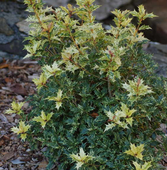 Pépinières Français PF_OSMANTHUS OSMANTHUS heterophyllus / Osmanthe