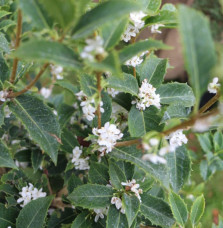 Pépinières Français PF_OSMANTHUS OSMANTHUS heterophyllus / Osmanthe