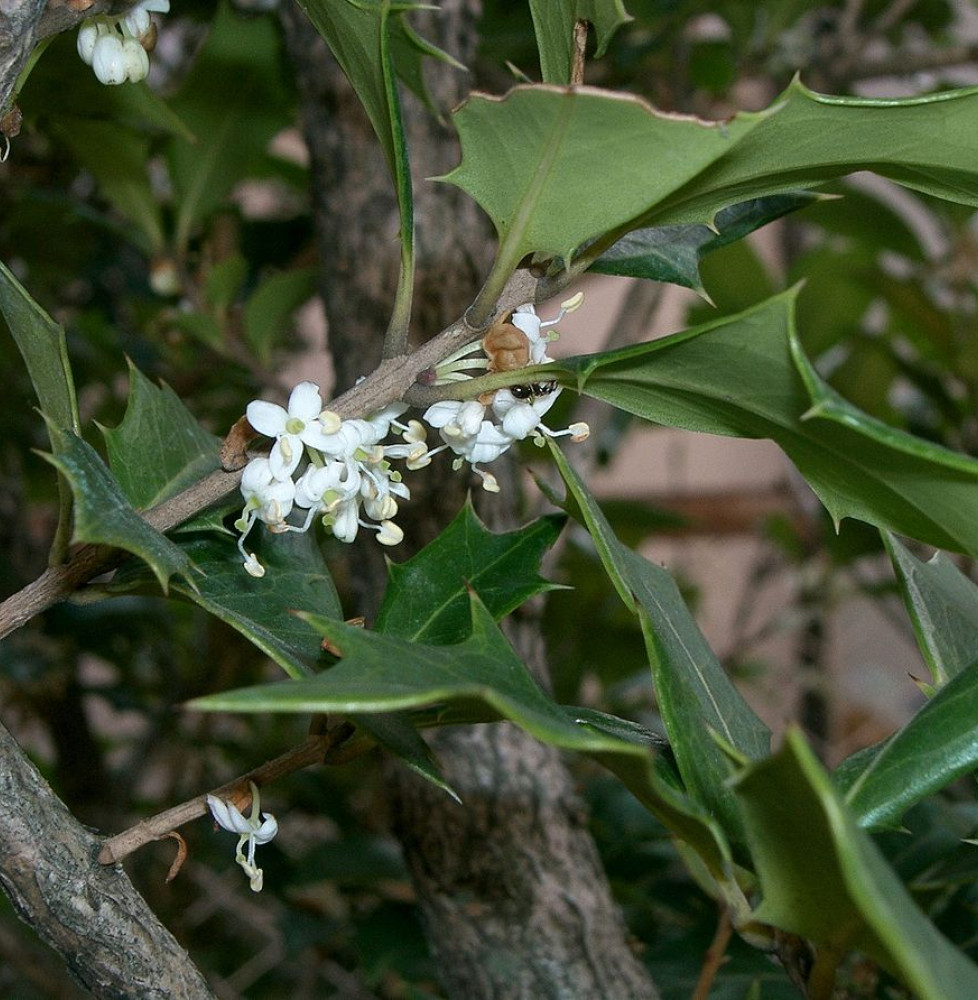 Pépinières Français PF_OSMANTHUS1 OSMANTHUS heterophyllus 'Goshiki’ / Osmanthe aux 5 couleurs