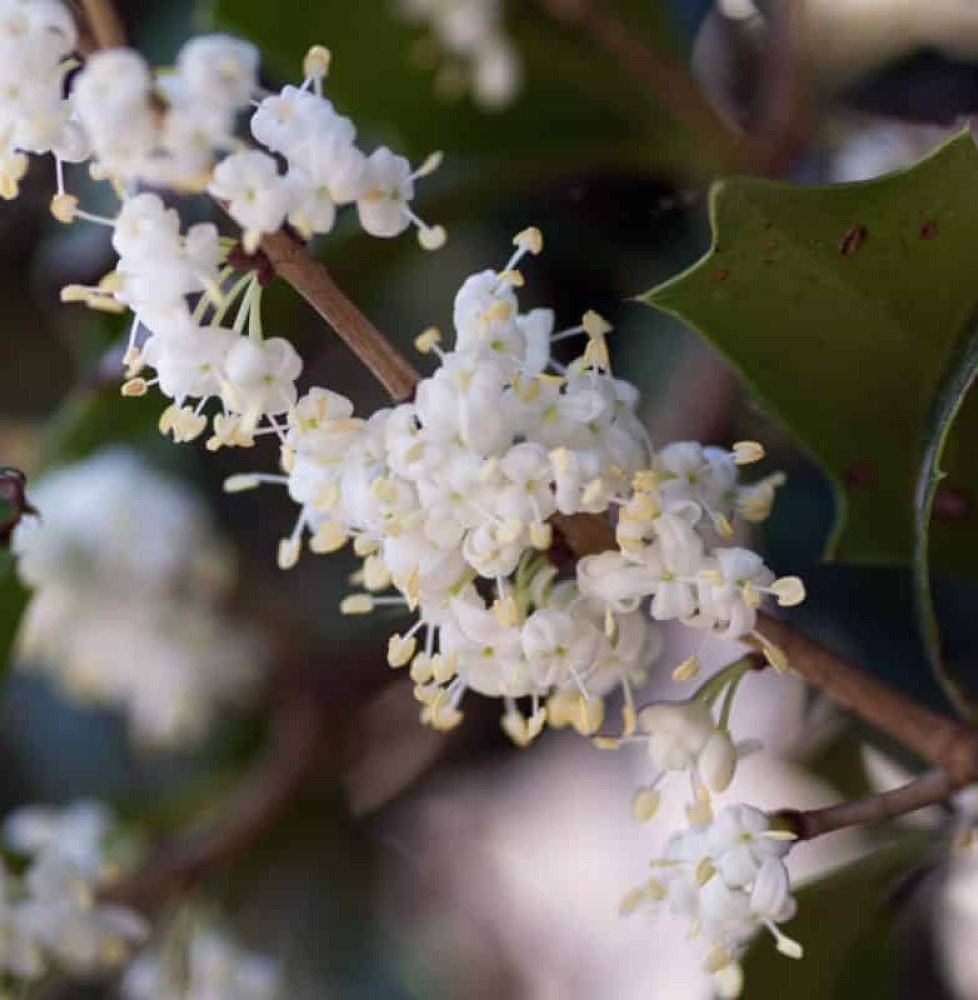 Pépinières Français PF_OSMANTHUS1 OSMANTHUS heterophyllus 'Goshiki’ / Osmanthe aux 5 couleurs