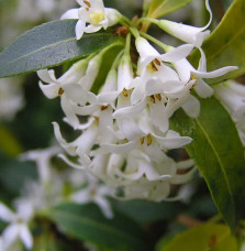 Pépinières Français PF_OSMANTHUS6 OSMANTHUS x burkwoodii / Osmanthe de Burkwood