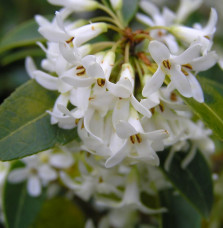 Pépinières Français PF_OSMANTHUS6 OSMANTHUS x burkwoodii / Osmanthe de Burkwood