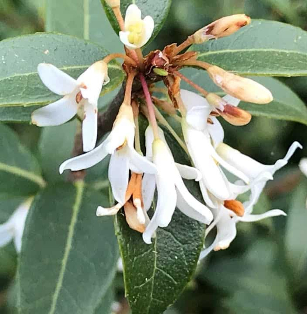 Pépinières Français PF_OSMANTHUS6 OSMANTHUS x burkwoodii / Osmanthe de Burkwood