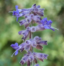 Perovskia atriplicifolia 'Blue Spire' / Sauge d'Afghanistan 'Blue Spire