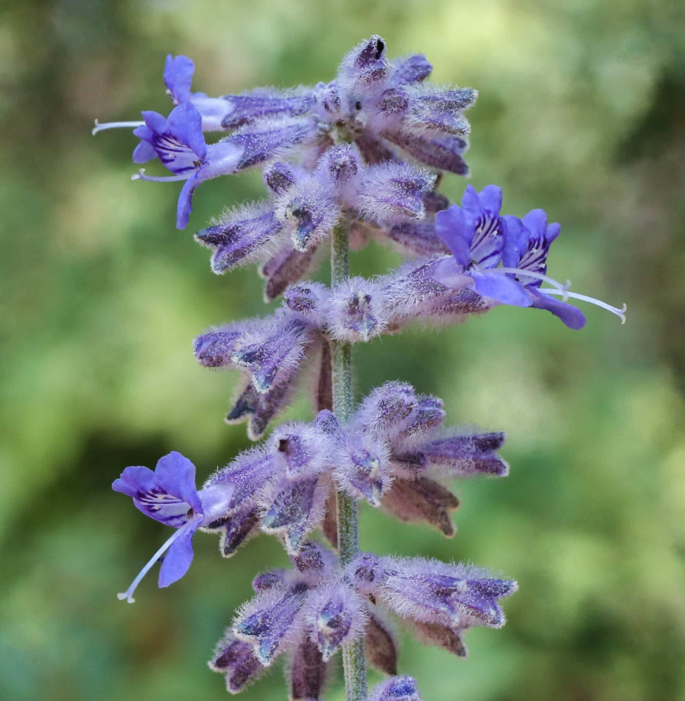 Perovskia atriplicifolia 'Blue Spire' / Sauge d'Afghanistan 'Blue Spire