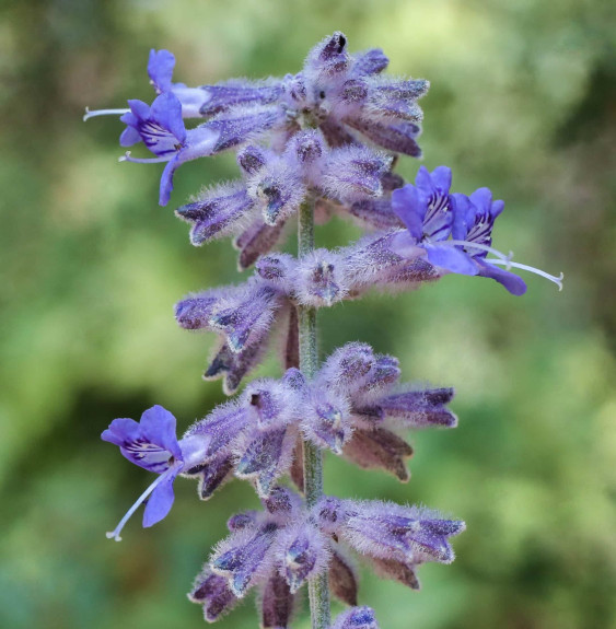 Pépinières Français PF_Perovskia Perovskia atriplicifolia 'Blue Spire' / Sauge d'Afghanistan 'Blue Spire